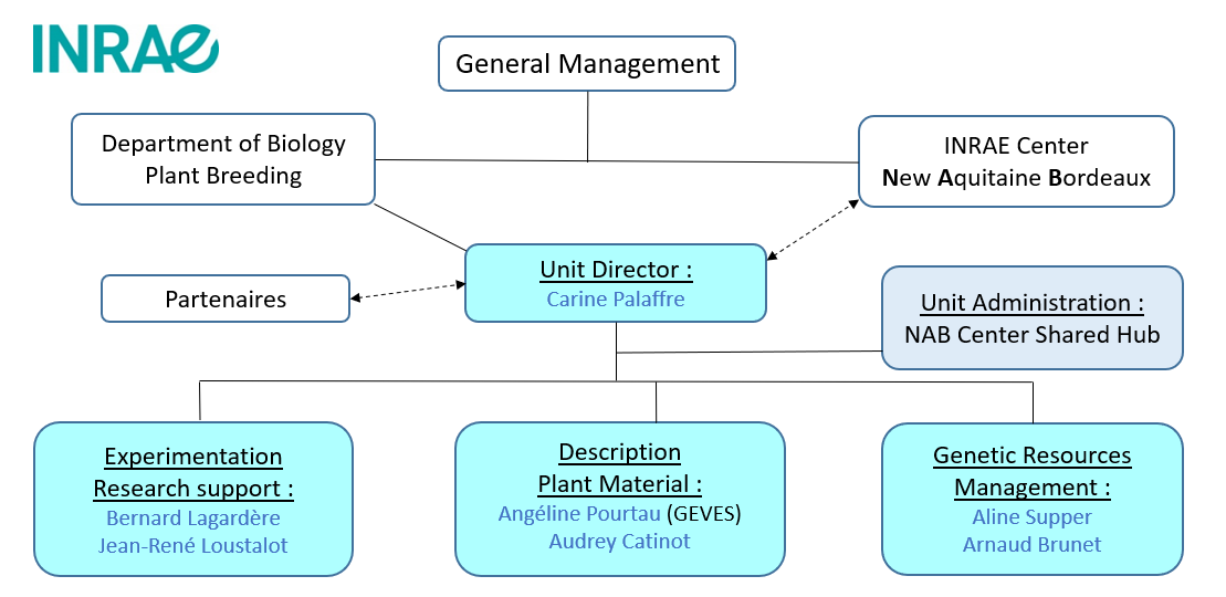 schema organigramme Anglais schema organigramme Anglais
