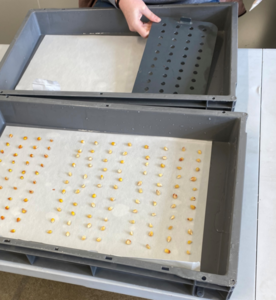 test germination planche grains 1.png